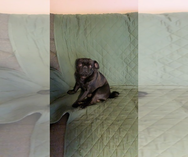 Medium Photo #1 Pug Puppy For Sale in MANCHESTER, MI, USA