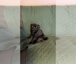 Small Photo #1 Pug Puppy For Sale in MANCHESTER, MI, USA