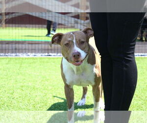 Mutt Dogs for adoption in Chestertown, MD, USA