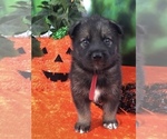 Small Photo #1 German Shepherd Dog-Siberian Husky Mix Puppy For Sale in LAKELAND, FL, USA