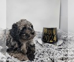 Small Photo #8 Bernedoodle Puppy For Sale in VERONA, MO, USA
