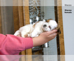 Small #7 Shih Tzu