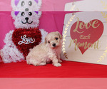 Small Photo #14 Poodle (Toy) Puppy For Sale in CHANUTE, KS, USA