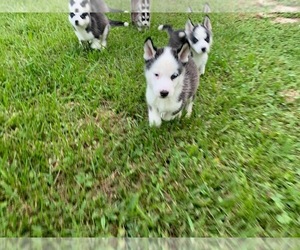 Siberian Husky Puppy for sale in HOMOSASSA, FL, USA