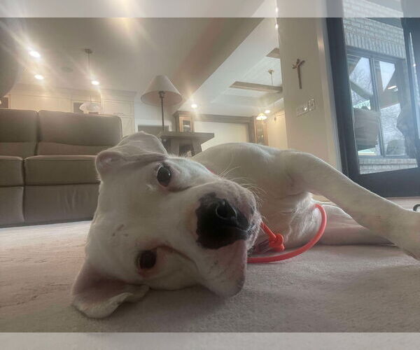 Medium Photo #7 American Pit Bull Terrier-Unknown Mix Puppy For Sale in Germantown, OH, USA
