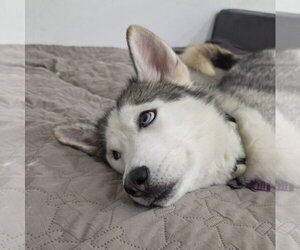 Oscar - ON HOLD - Male Siberian Husky Dog for Adoption - Photo #3