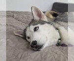 Small #2 Siberian Husky