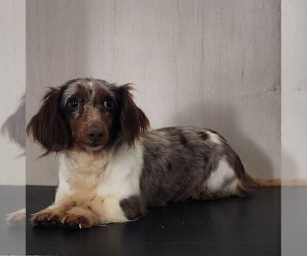 Medium Photo #1 Dachshund Puppy For Sale in MIDDLEBURY, IN, USA