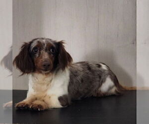 Father of the Dachshund puppies born on 08/12/2025