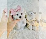 Small #13 Maltese