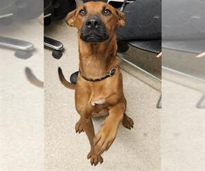 Redbone Coonhound-Unknown Mix Dogs for adoption in Bakersfield, CA, USA