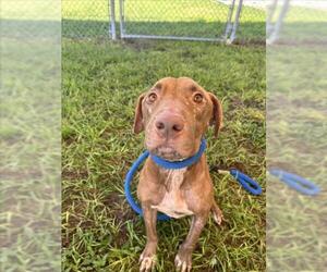 American Pit Bull Terrier Dogs for adoption in Vero Beach, FL, USA