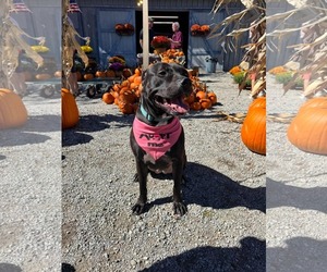 Bellisima - Female American Pit Bull Terrier-Unknown Mix Dog for Adoption - Photo #4