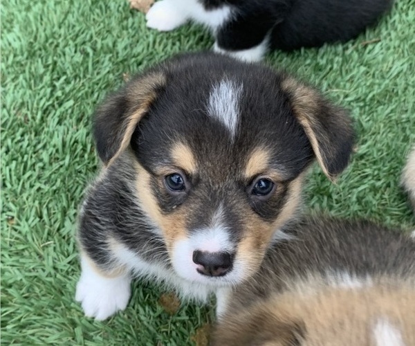 Medium Photo #23 Pembroke Welsh Corgi Puppy For Sale in BURLESON, TX, USA