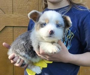 Pembroke Welsh Corgi Puppy for Sale in MILTON, Wisconsin USA
