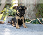 Small #2 French Bulldog