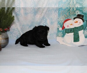 Scottish Terrier Puppy for sale in CHANUTE, KS, USA
