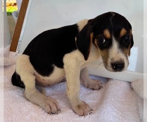 American Foxhound Dogs for adoption in Rustburg, VA, USA