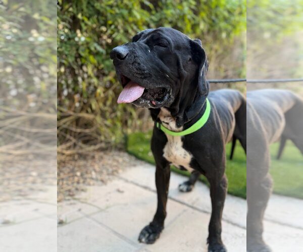 Medium Photo #2 Mastiff Puppy For Sale in Goodyear, AZ, USA