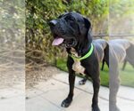 Small #1 Mastiff