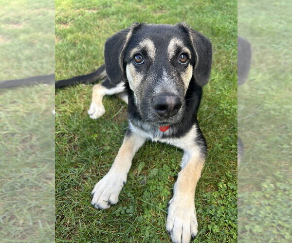 Medium Photo #1 German Shepherd Dog-Unknown Mix Puppy For Sale in Springdale, PA, USA