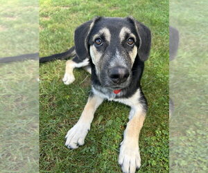 German Shepherd Dog-Unknown Mix Dogs for adoption in Springdale, PA, USA