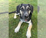 Scruff - Male German Shepherd Dog-Unknown Mix Dog for Adoption - Small photo