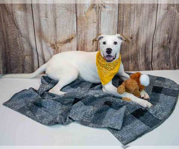 Medium Photo #4 American Bulldog-Unknown Mix Puppy For Sale in Kennesaw, GA, USA