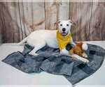 Small #3 American Bulldog Mix