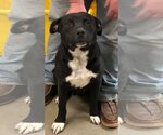 Small #1 Labrador Retriever Mix