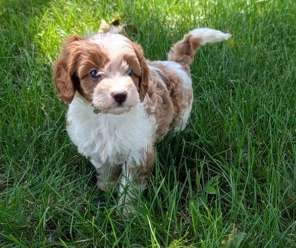 Medium Photo #8 Cavapoo Puppy For Sale in GOSHEN, IN, USA