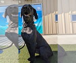 Small #2 Labrador Retriever