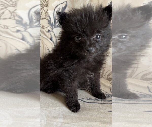 Medium Photo #3 Pomeranian Puppy For Sale in Harrison, AR, USA