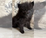 Small #2 Pomeranian
