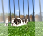 Small #4 English Bulldog