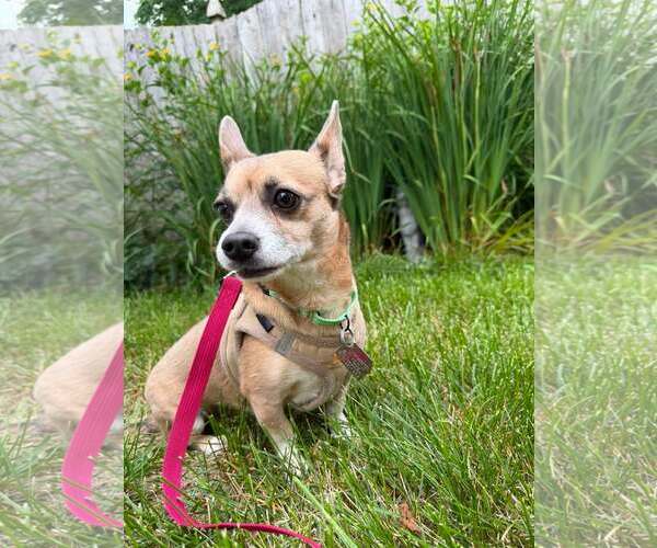 Medium Photo #8 Chiweenie Puppy For Sale in Oakhurst, NJ, USA