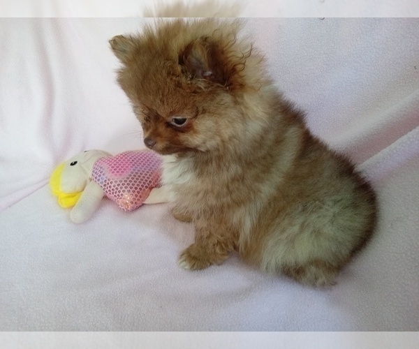Medium Photo #2 Pomeranian Puppy For Sale in LAUREL, MS, USA