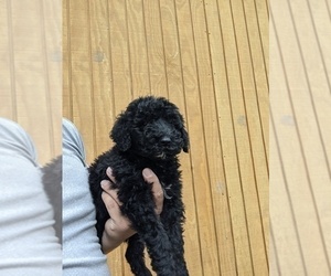 Poodle (Standard) Puppy for sale in SPENCER, TN, USA
