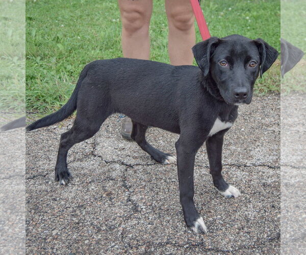 Medium Photo #2 Border Collie-Unknown Mix Puppy For Sale in Huntley, IL, USA