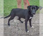 Small #1 Border Collie Mix