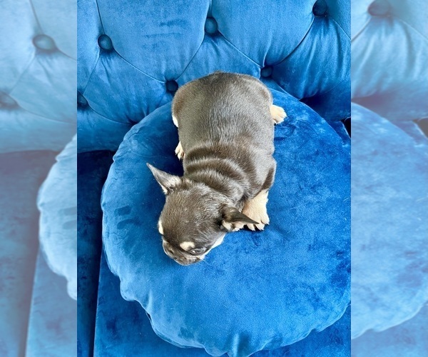 Medium Photo #6 French Bulldog Puppy For Sale in NEW YORK, NY, USA