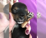 Small Photo #5 Yorkshire Terrier Puppy For Sale in SEYMOUR, IN, USA