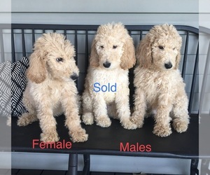 Goldendoodle Puppy for sale in WILLIAMSBURG, KY, USA