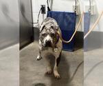 Small Bull Terrier Mix