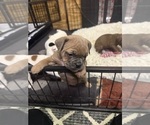 Small #4 Olde English Bulldogge