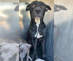 American Staffordshire Terrier-Unknown Mix Dogs for adoption in San Antonio, TX, USA