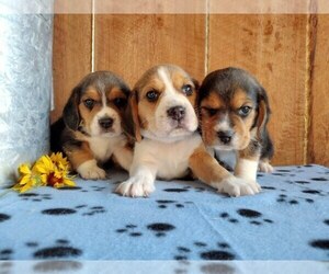 Beagle Puppy for sale in COEUR D ALENE, ID, USA