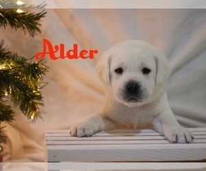 Labrador Retriever Puppy for sale in LOGAN, UT, USA