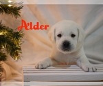 Small Photo #1 Labrador Retriever Puppy For Sale in LOGAN, UT, USA