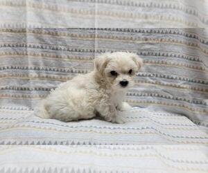Maltipoo Puppy for sale in BROOKFIELD, MO, USA